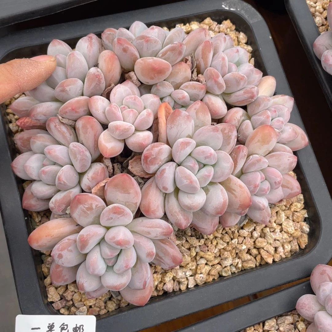 摘**?1105-33-香水，。，。，，