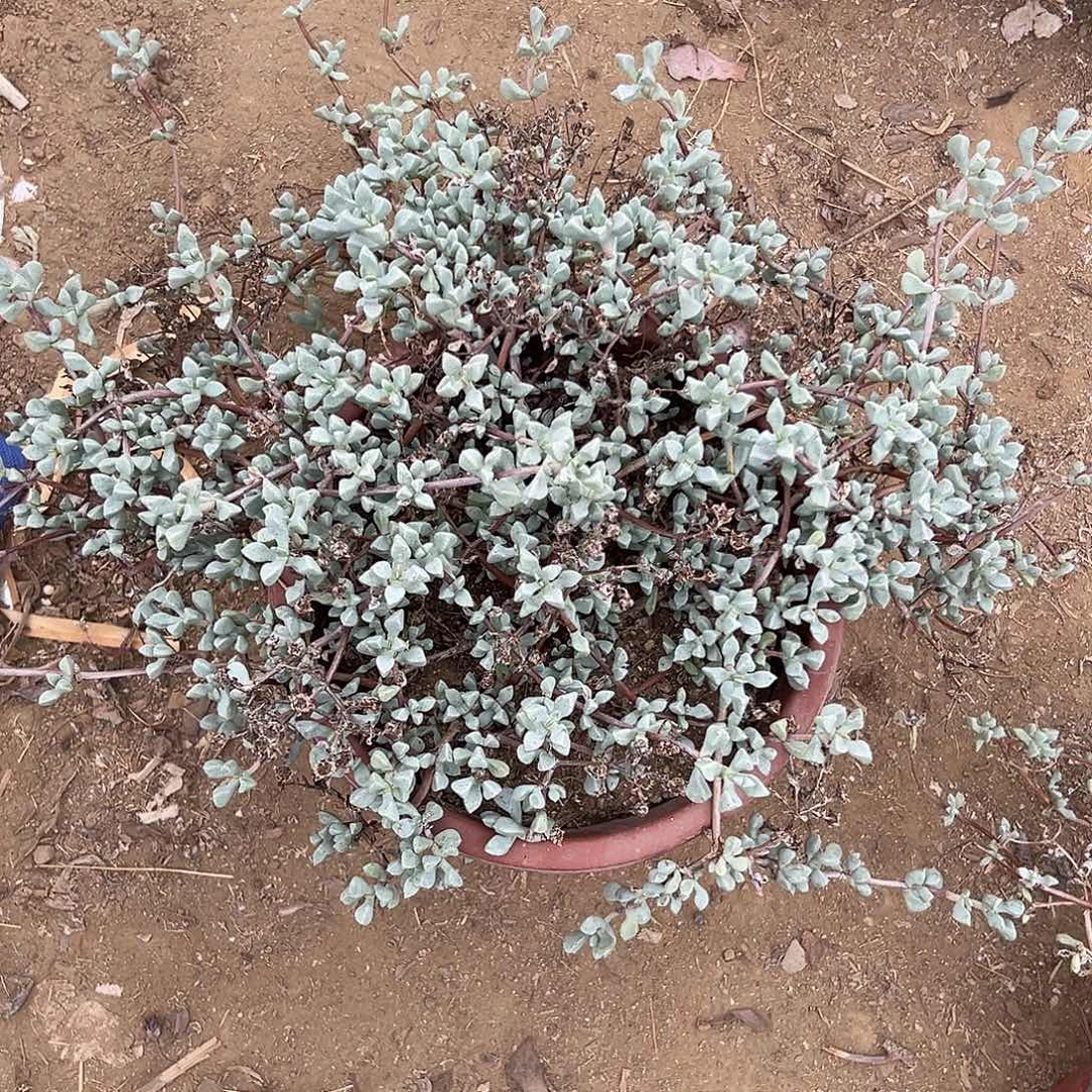 多肉植物白凤菊开花