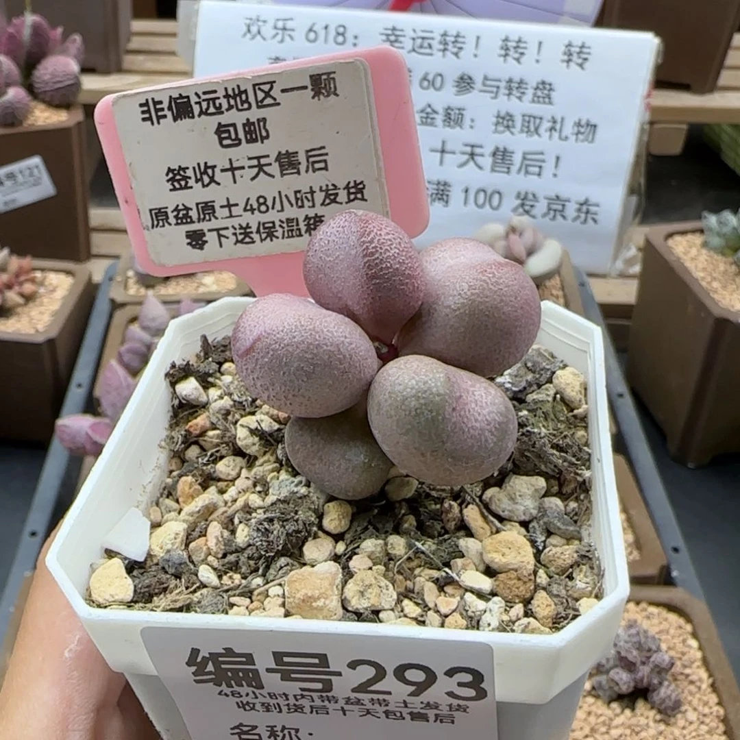 293粉红哈密瓜多肉