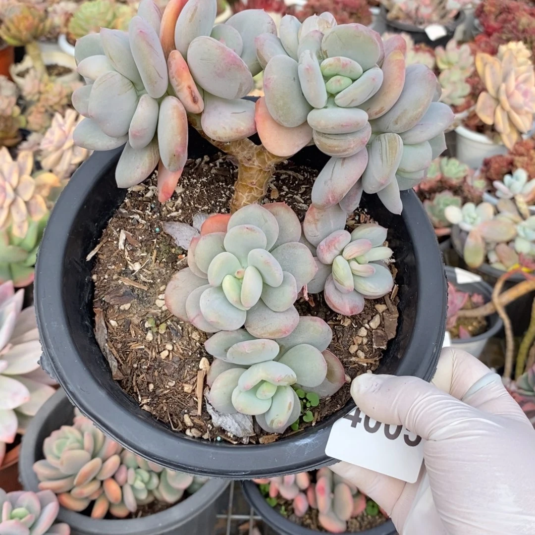 阿****4005貂蝉老桩一物一拍