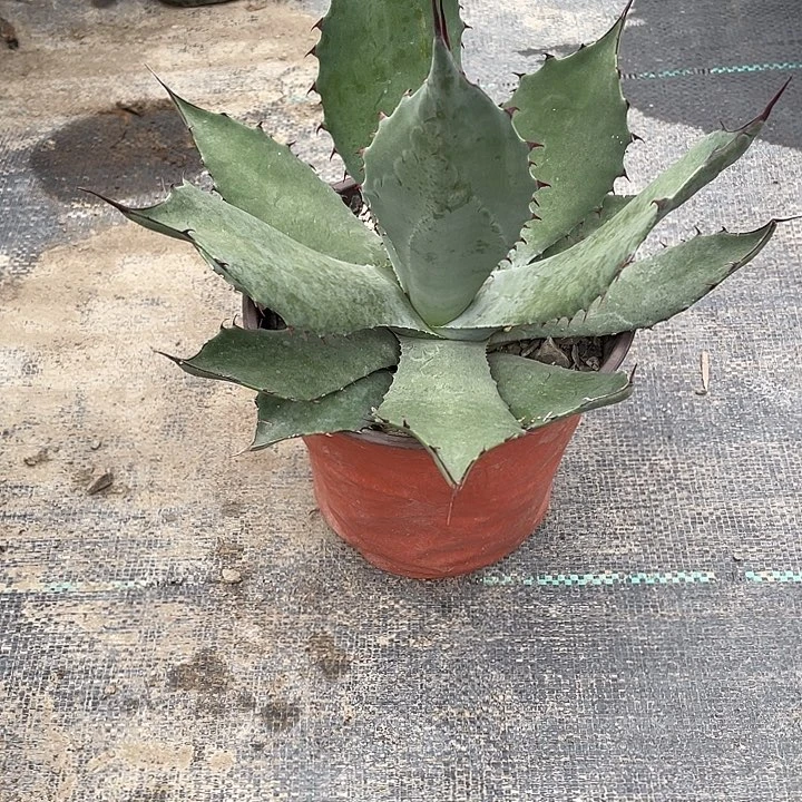 无花朵虚空46788367