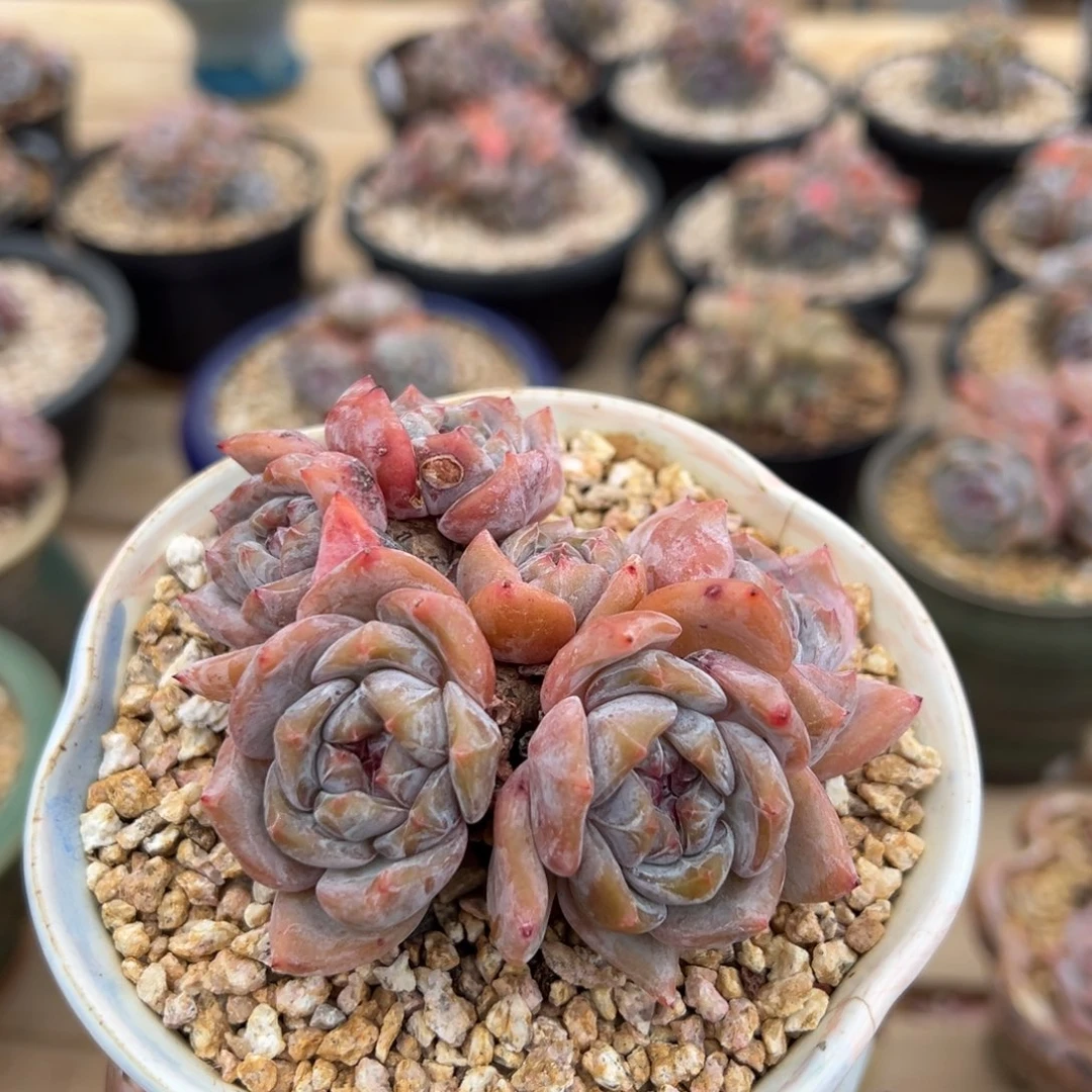 六头趴地紫心小脸