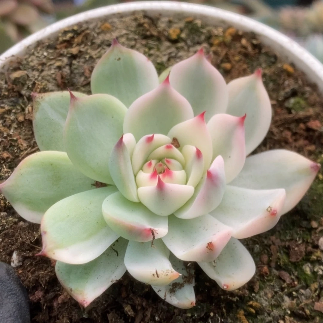 049锦锦锦锦锦锦锦锦