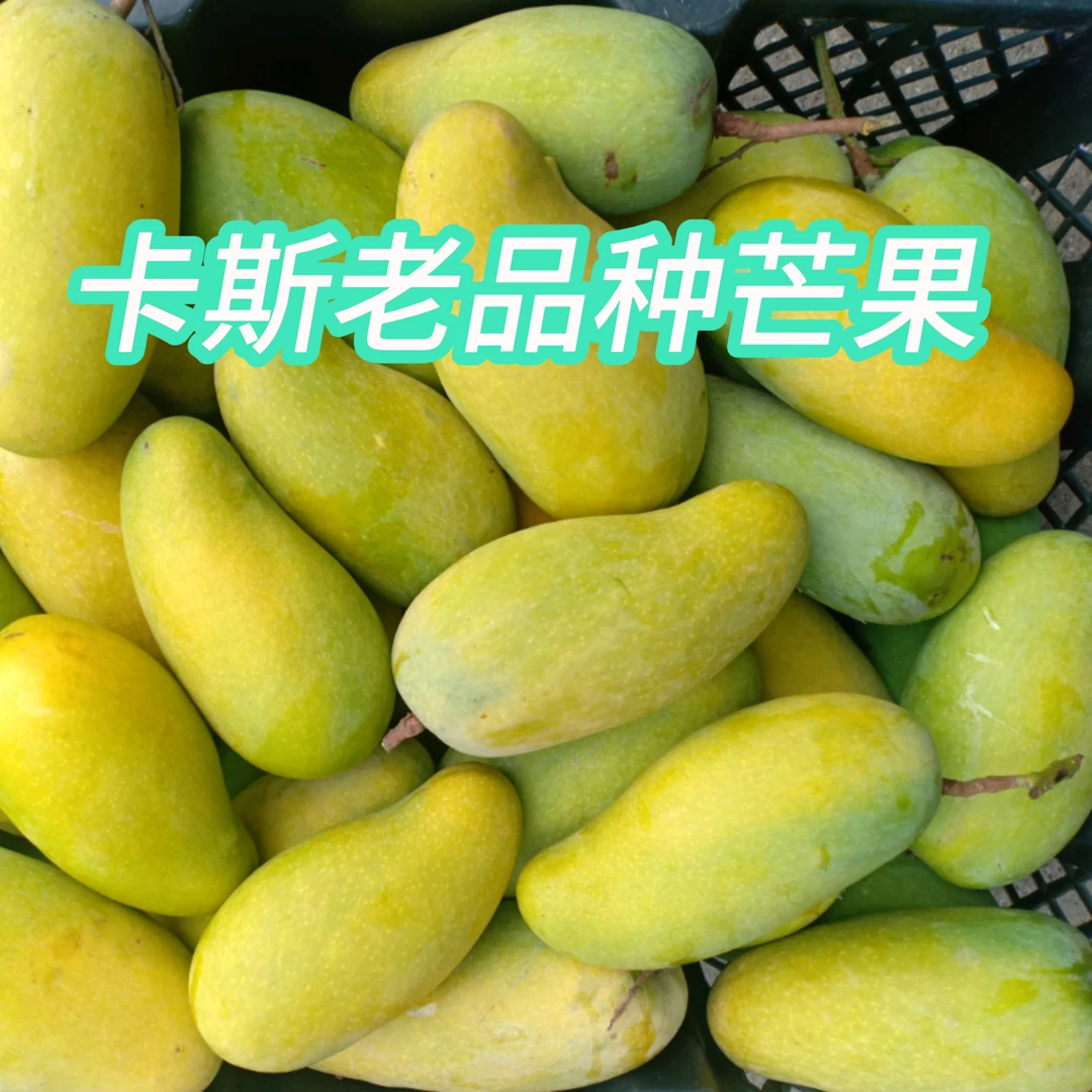 卡斯正宗大树老品种芒果自然成熟酸甜多汁