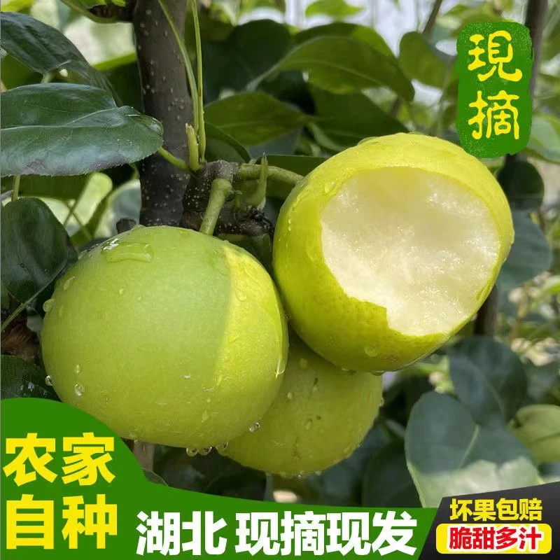 新鲜现摘头茬青皮苹果梨湖北翠玉酥梨脆甜多汁皮薄无渣时令水果