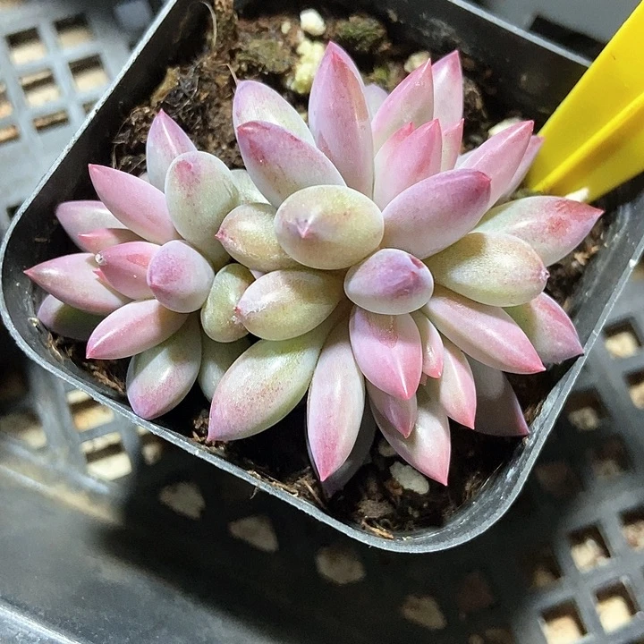 多肉植物虞美人804