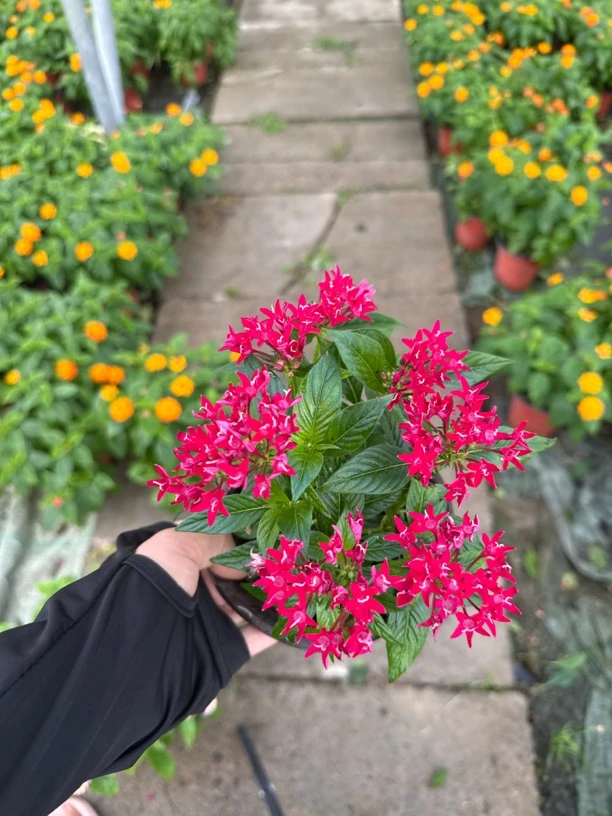 繁星花五星花盆栽带花苞耐热好养易活阳台庭院四季开花