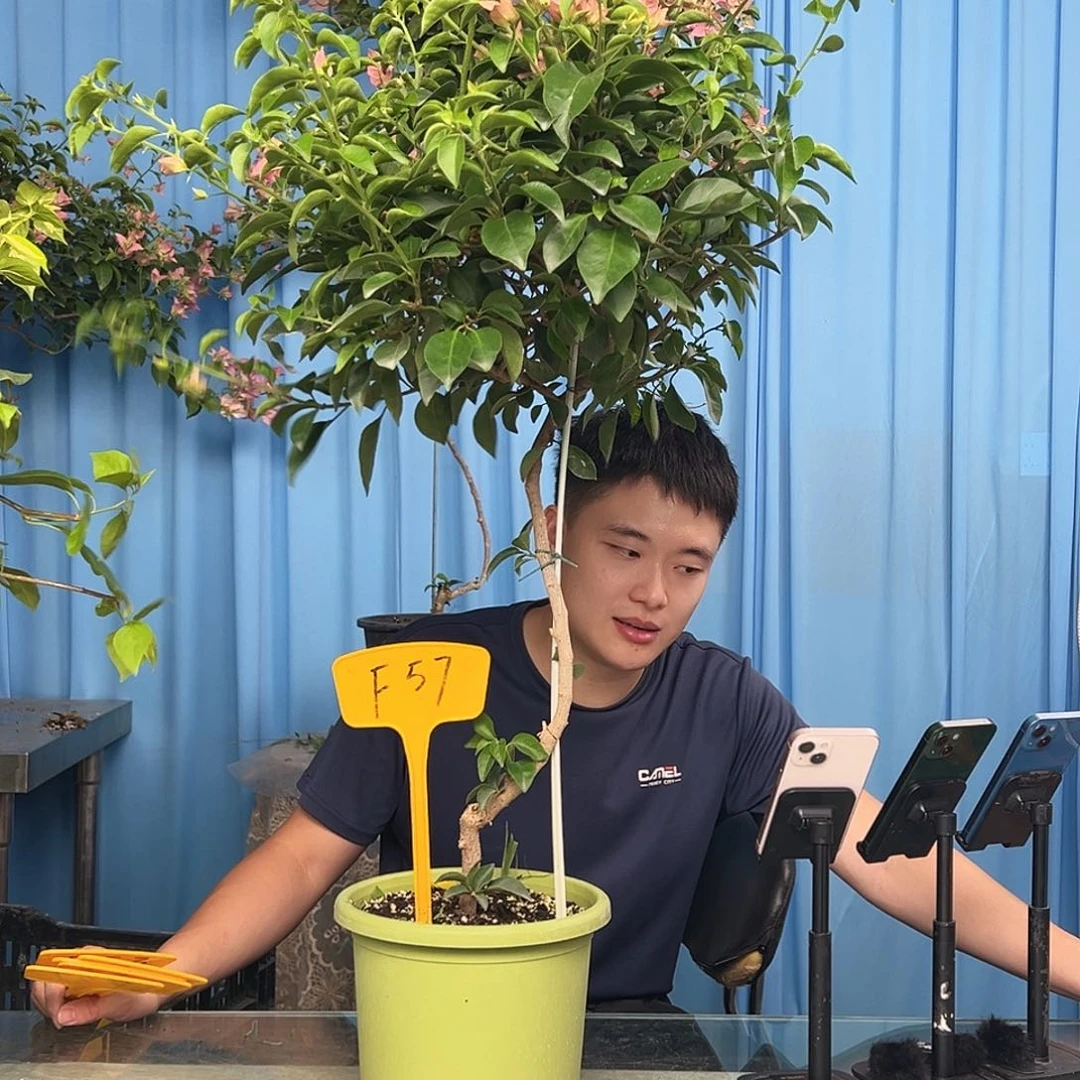 萍***…当前无花栽培后可以开花F57卡亚塔