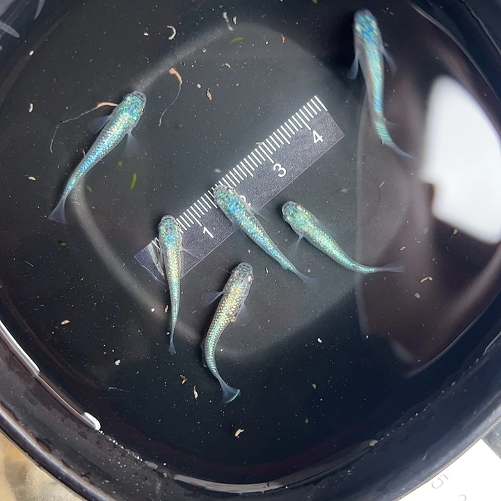 森***林青鳉鱼海王星6条公母搭配