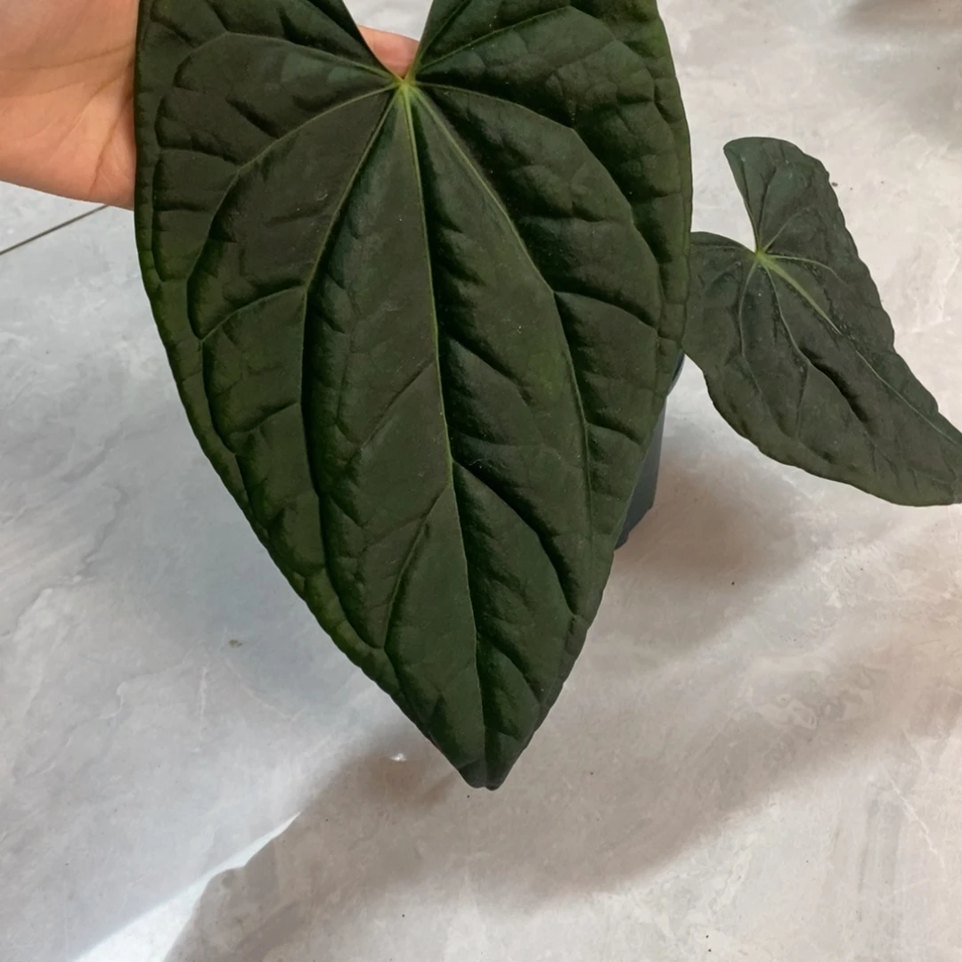 完全开放276  黑水晶杂奢华