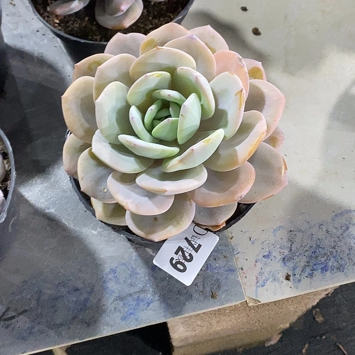 是***呀729奶茶多肉植物多肉