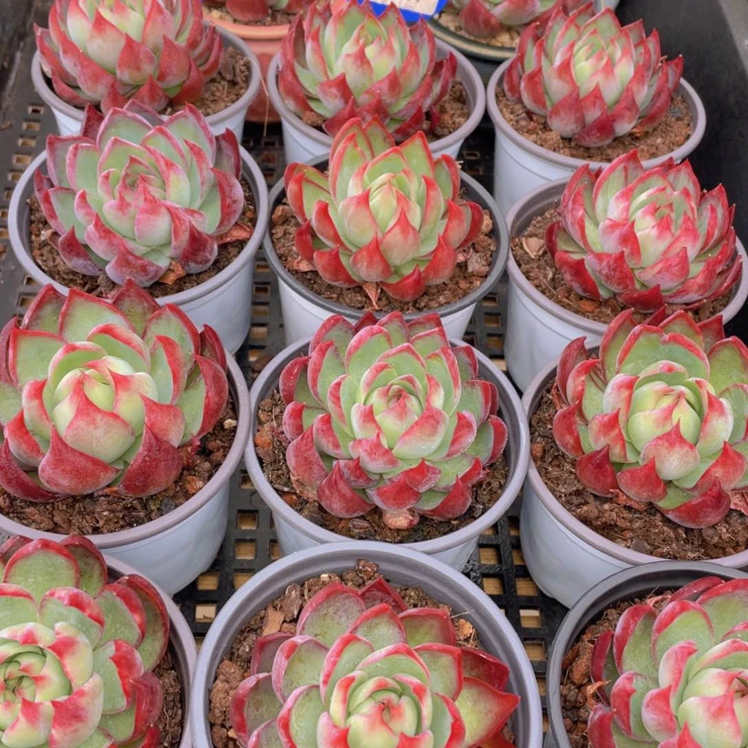 量拍107号 惊鸿仙子单头一个