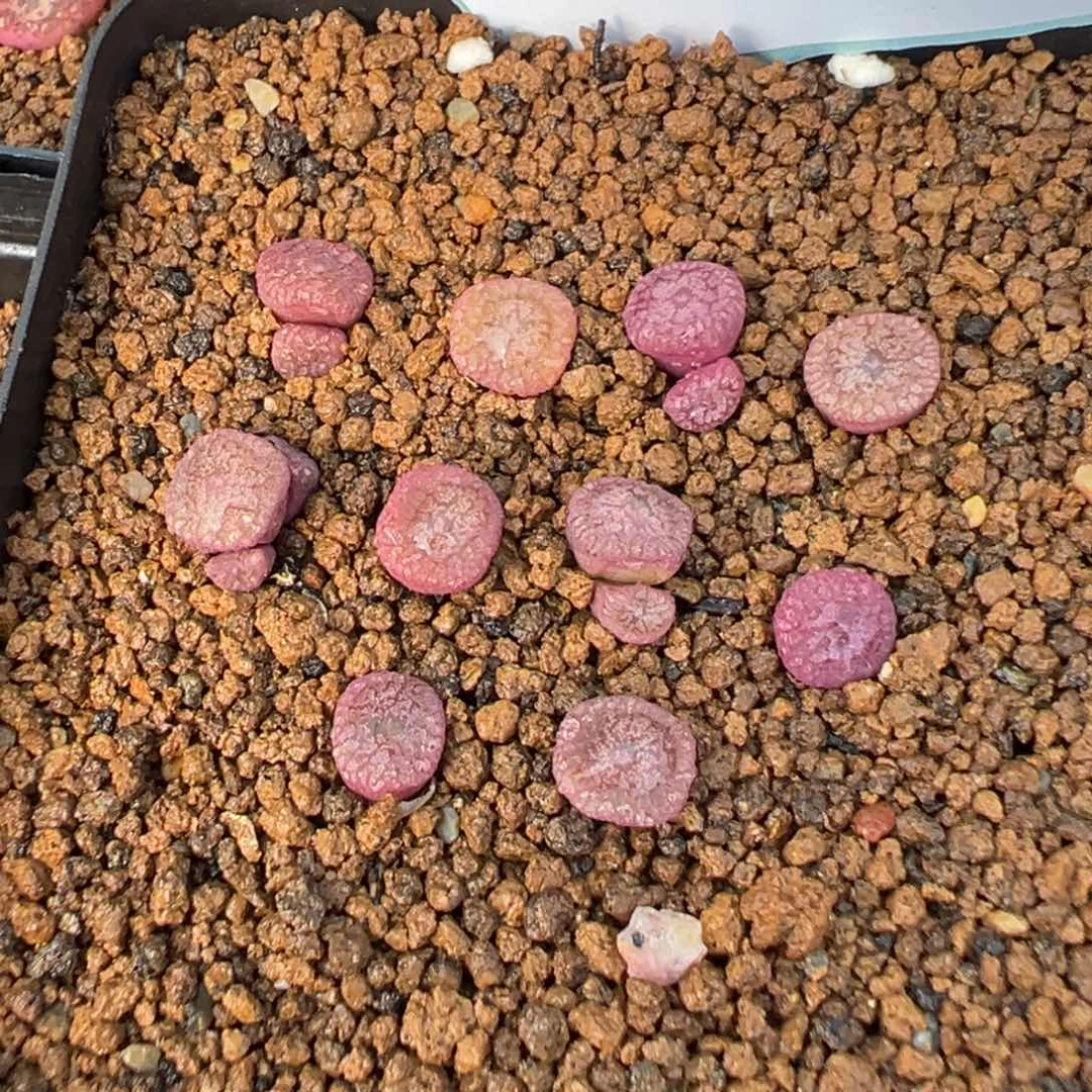 10-194蜜枣铜壶多肉植物