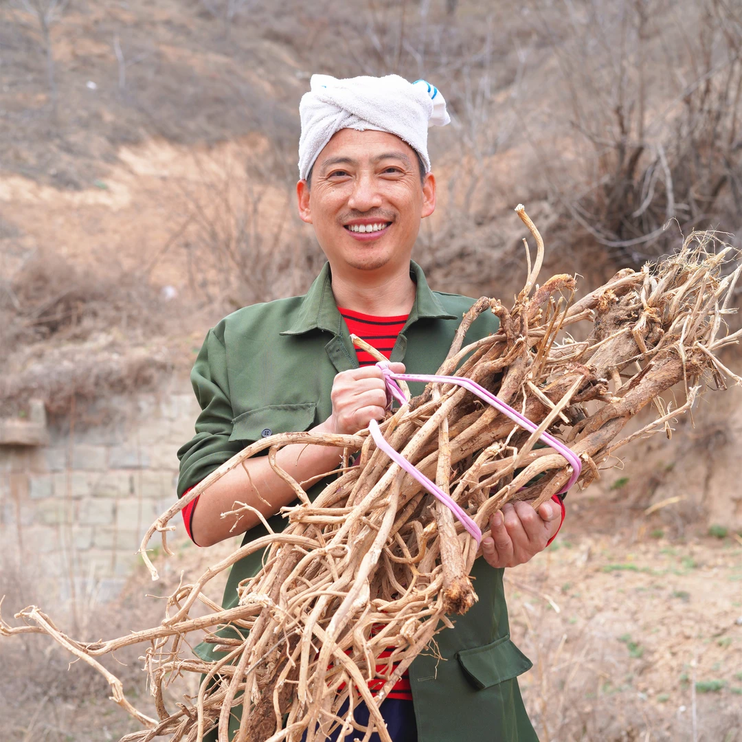 6年-10年整根野黄芪子洲黄芪中老年地道子洲黄芪