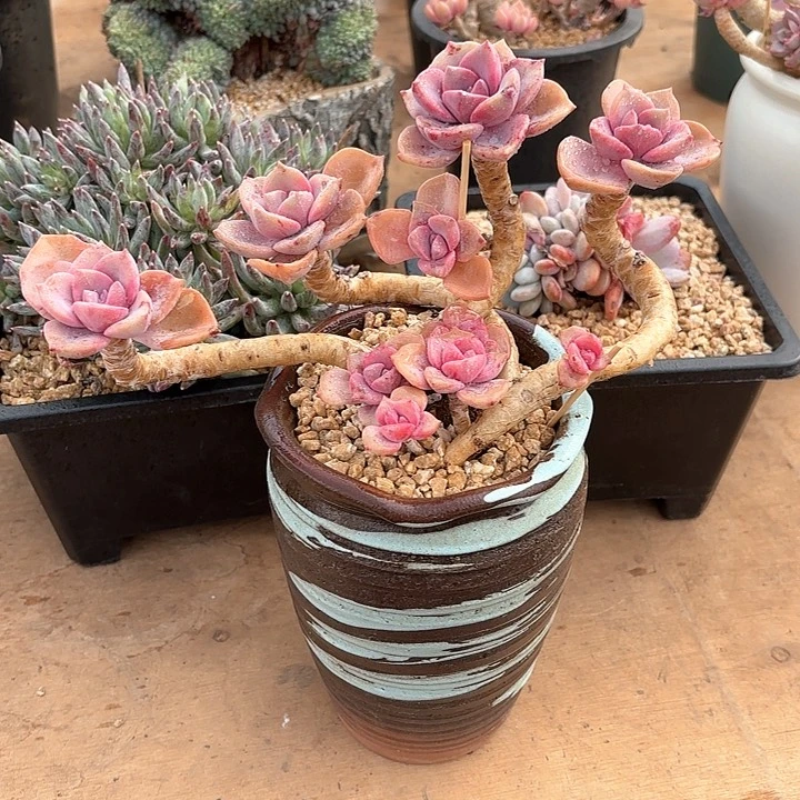 多肉植物，彩虹糖