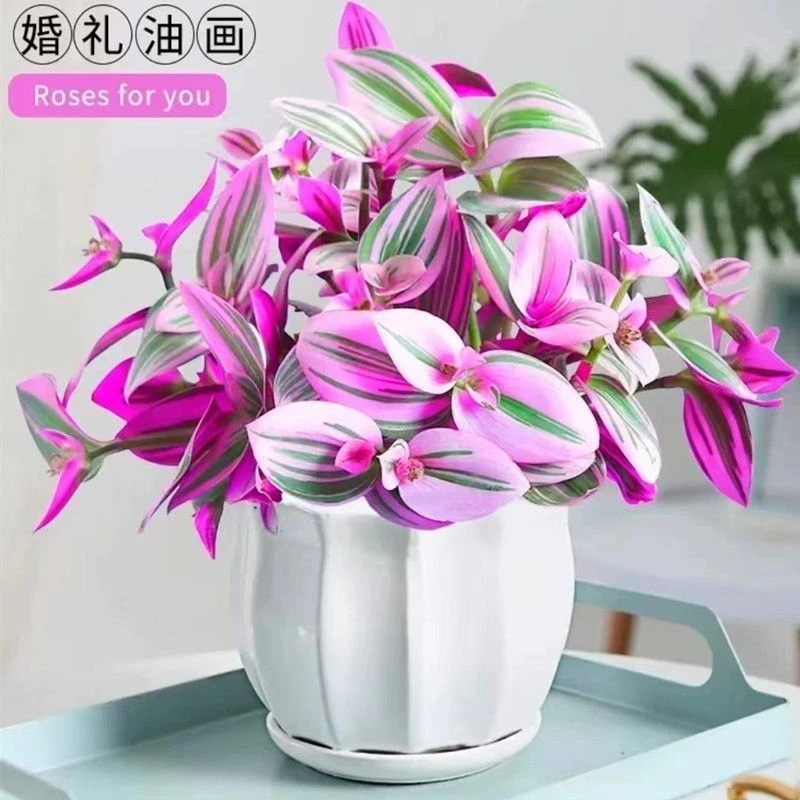 油画婚礼吊兰新品吊兰多肉植物花卉盆栽好养活彩色多肉组合肉肉