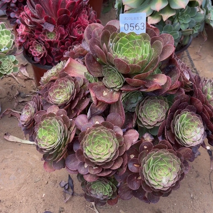 花月夜多肉处理不包断头0563