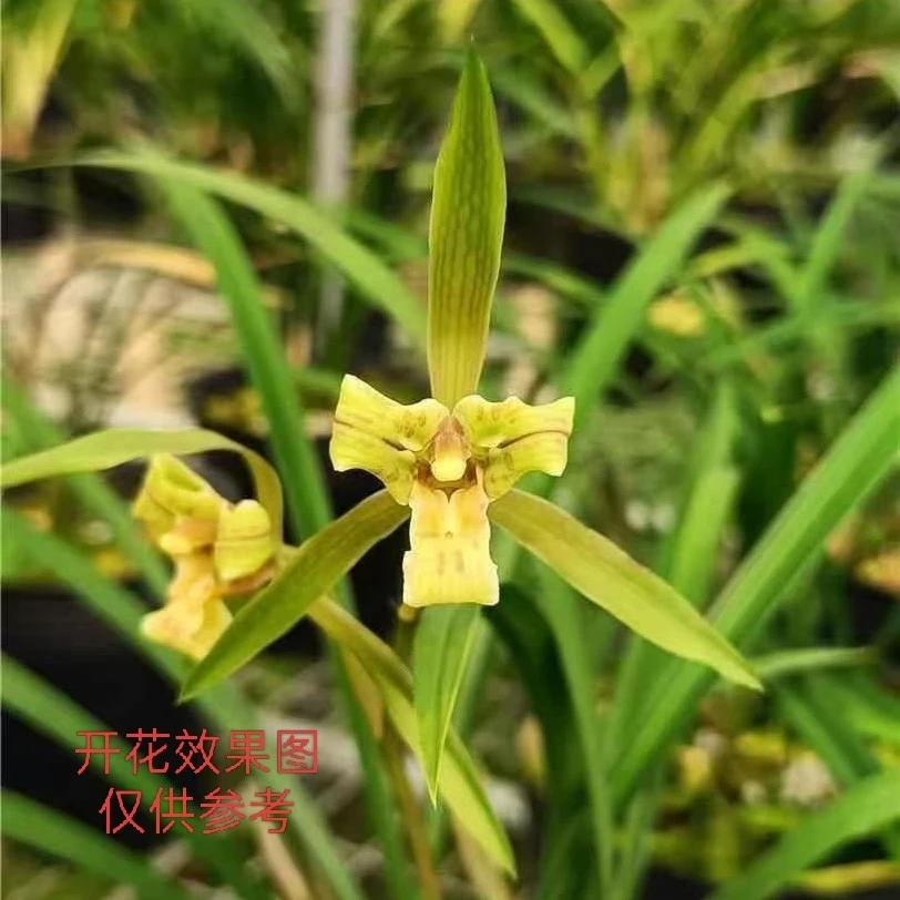 春兰铭品【春兰玉婵】4-5苗带花芽裸根发货
