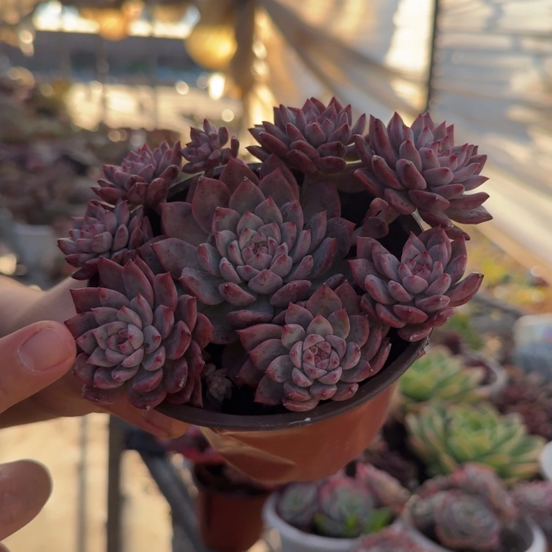 霜花小手捧老桩多肉