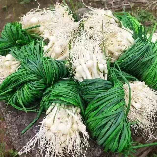 贵州特产野生新鲜野葱现挖苦蒜野生野菜薤白小根胡葱野藠头野小蒜