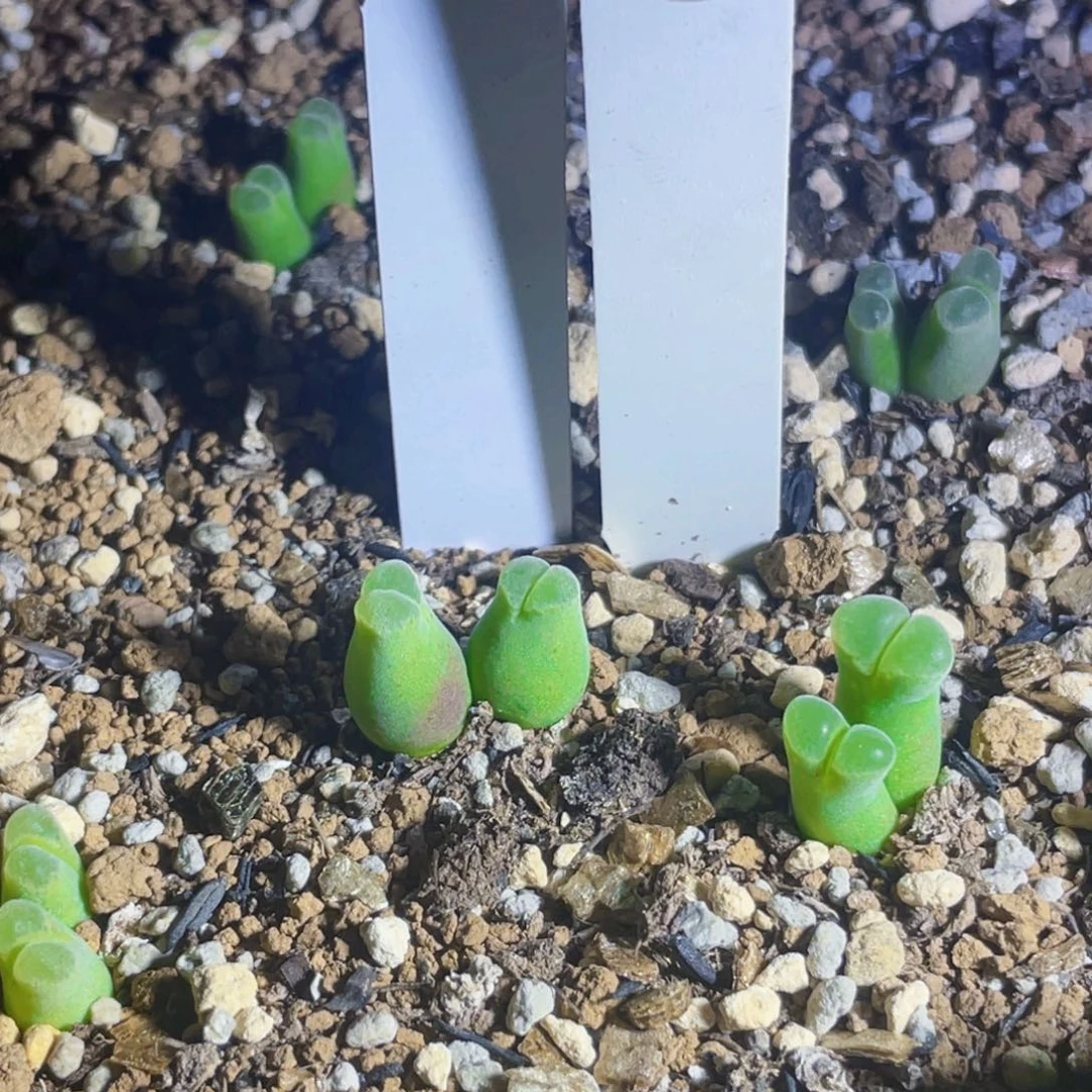 大***大骚粉佛肚双头植物一物一拍