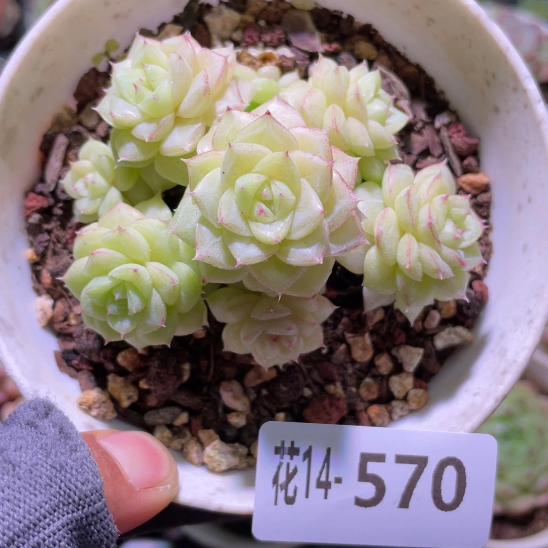 花利美14-570白天鹅