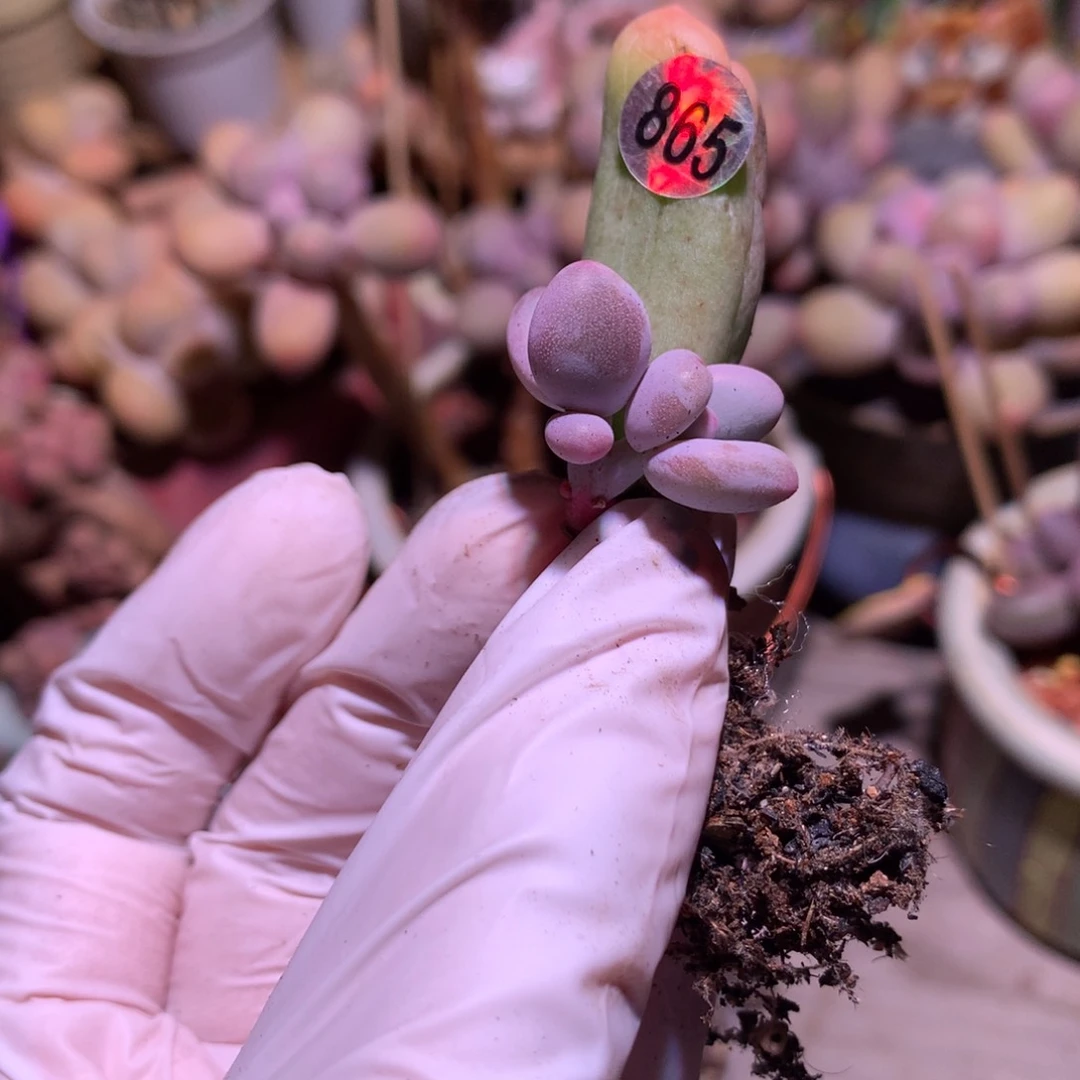 865 米可奶酪多肉。