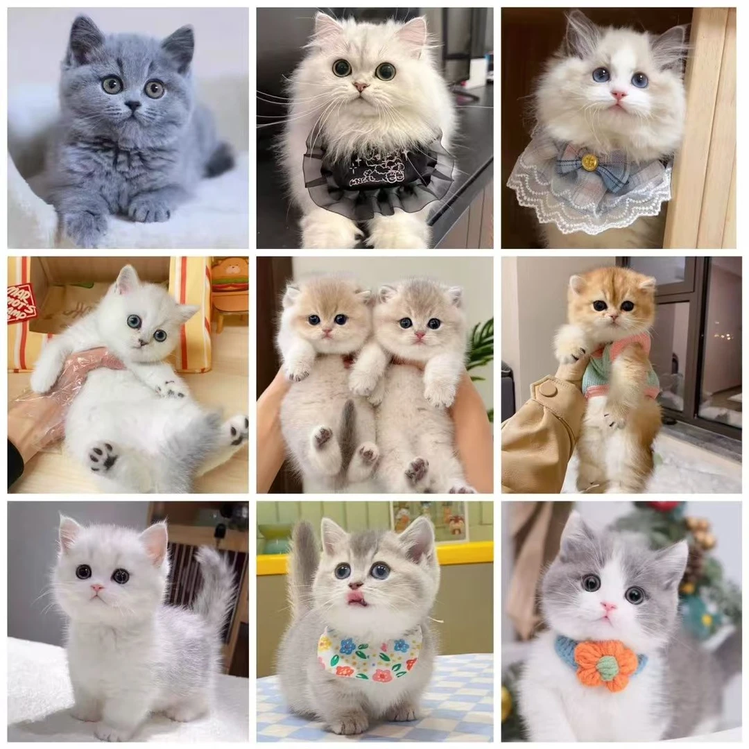 猫咪直播间挑选蓝猫布偶金渐层银渐层