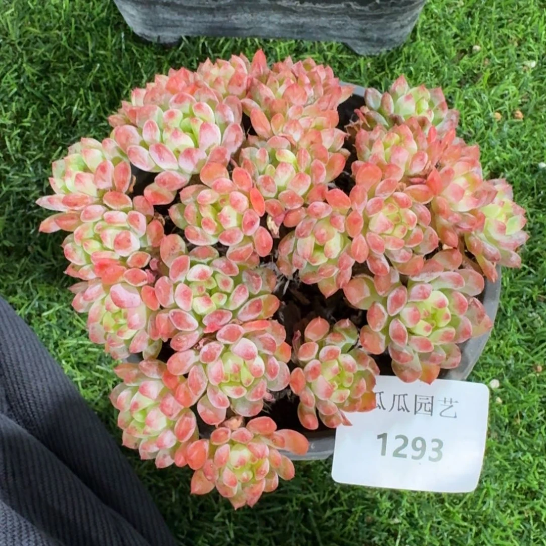 1293蓝苹果多肉植物的时候