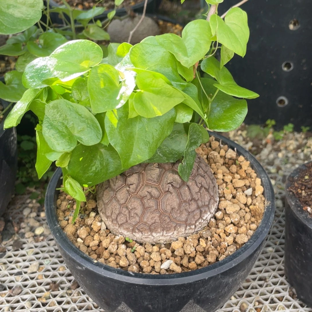 无花朵南非龟甲龙