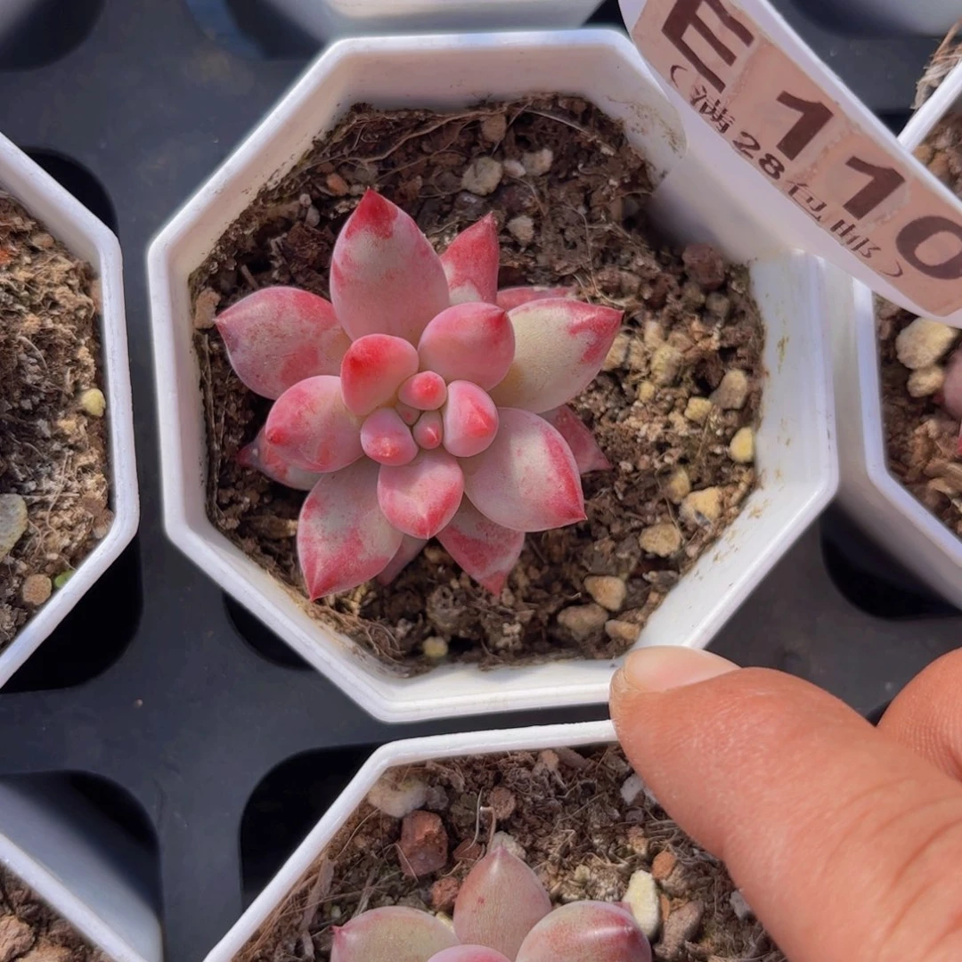 E110虞美人一物一拍