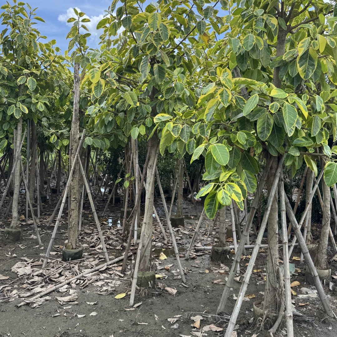 富贵榕黄金榕绿植大型盆栽适合客厅室内摆放