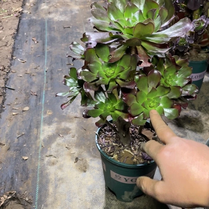 62冰武士的多肉植物多肉