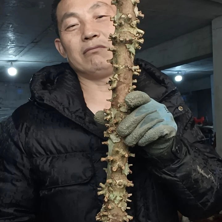 稳定木后*贵州檬子木   铁马鞭   根艺  半成品