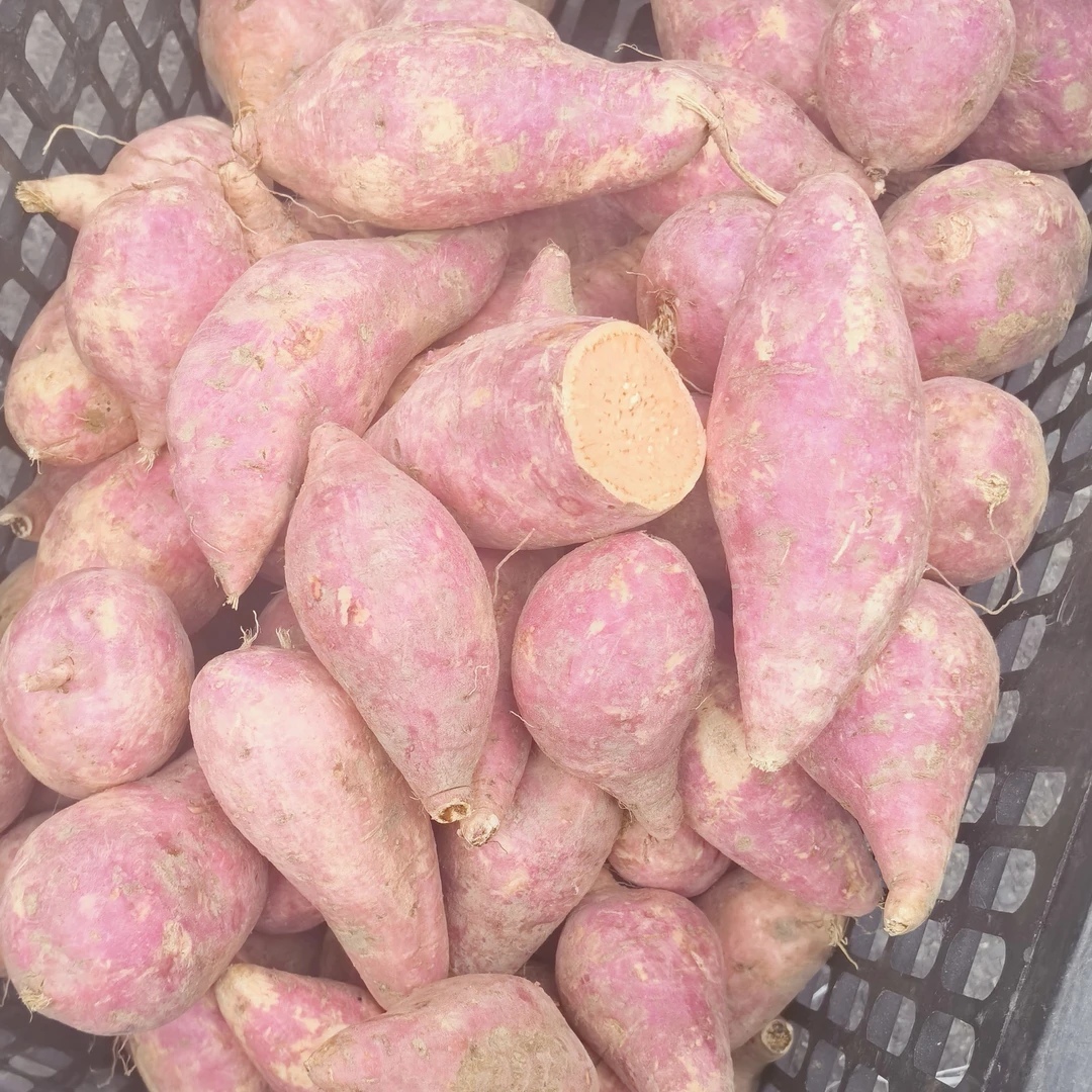 红皮黄心*新鲜香甜可蒸煮烤甜薯