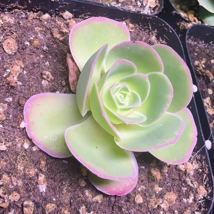 山地玫瑰帕尔马系列