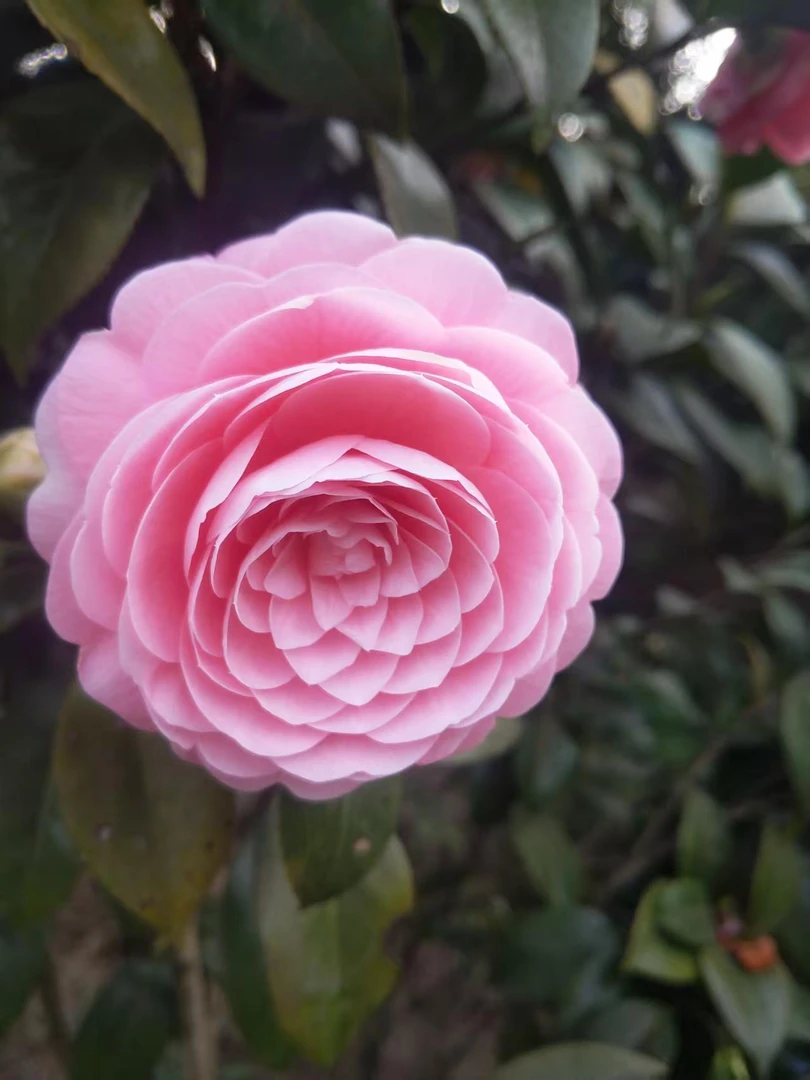 露天种植多品种多规格山茶花真正四季茶花苗老桩截杆发货