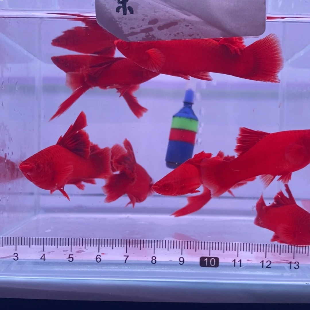 平***福红剑鱼高鳍红剑清缸瑕疵7条送3条