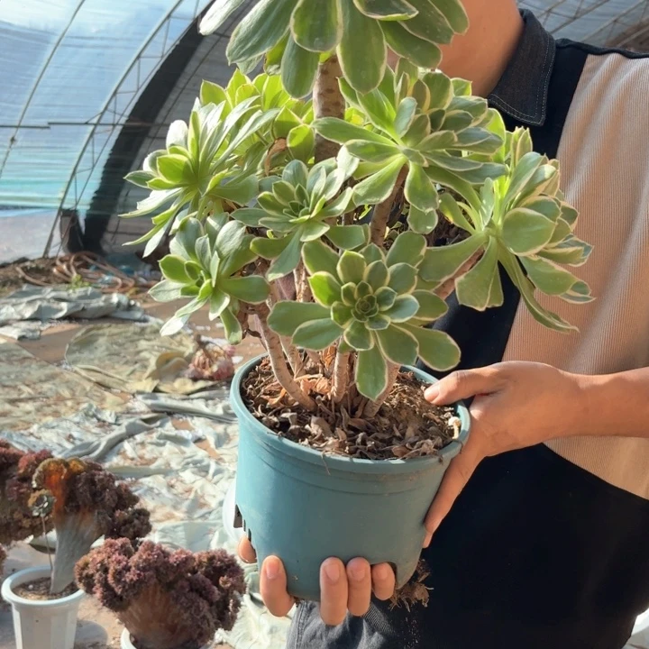 精品大叶绿玫瑰好看