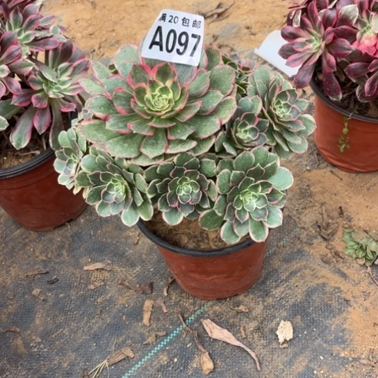 097粉花妖不包断枝