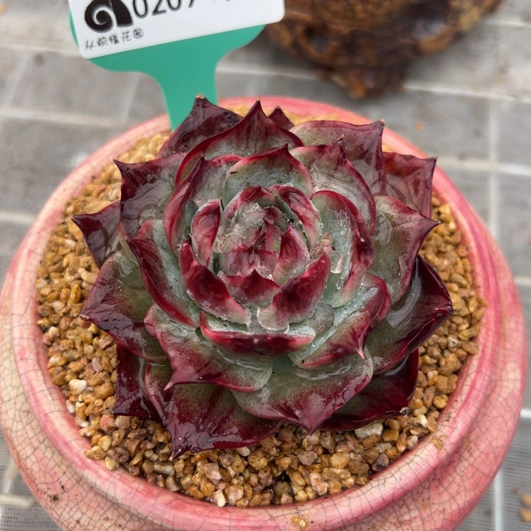 从前慢多肉精选编号0209.102