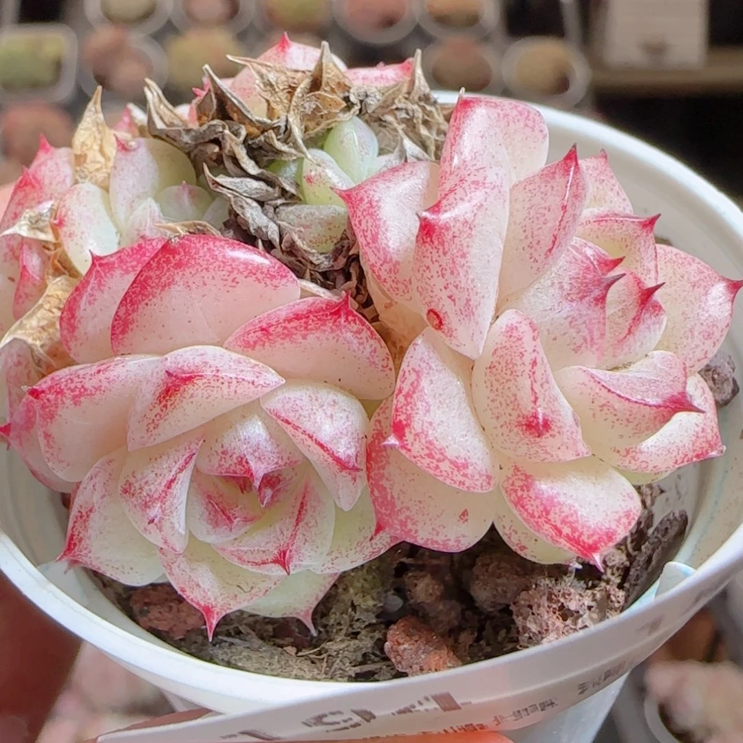 花语多肉0105-194散