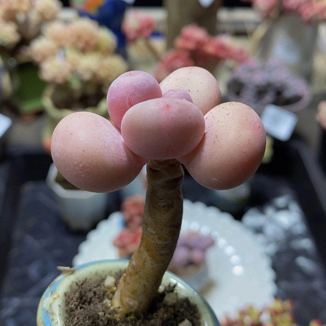 133 丸叶蛋黄奶3 厘米福利