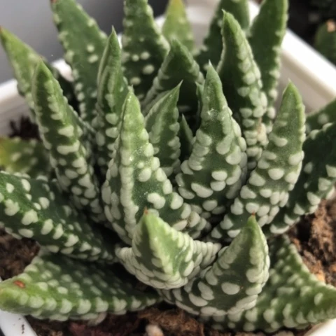 短宽叶泪珠硬叶子