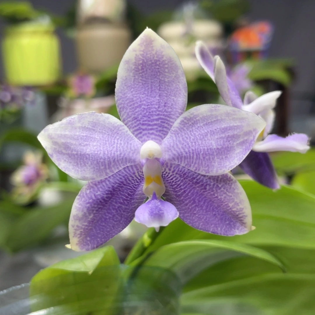 完全开放YW08，2.5杯开花株