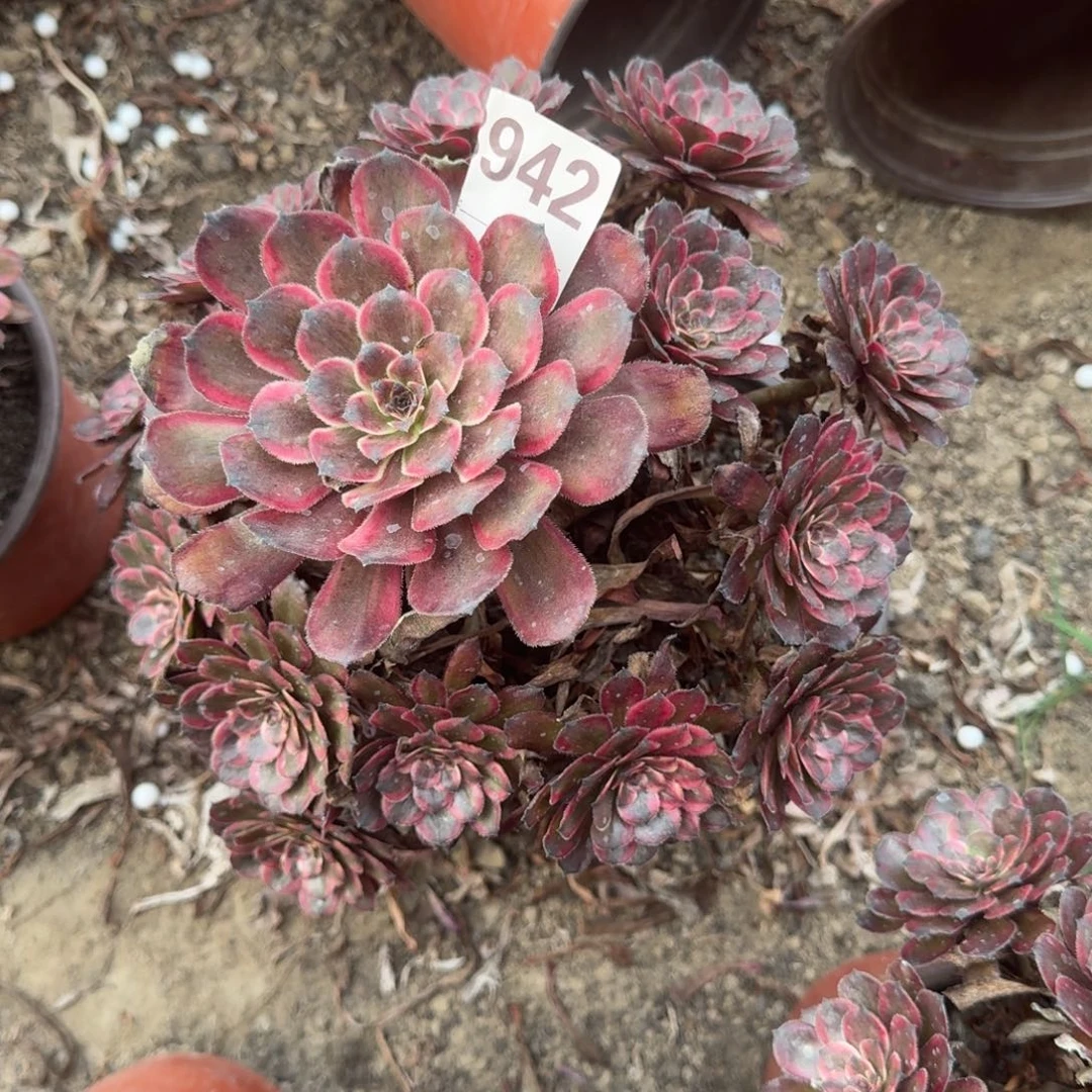 18阴法师紫霞仙子942