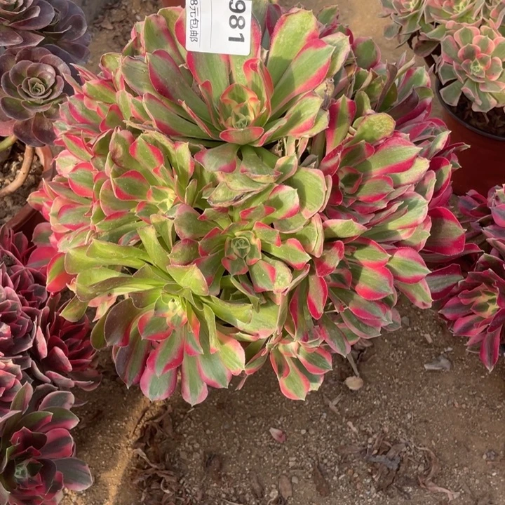 多肉植物妖月法师981