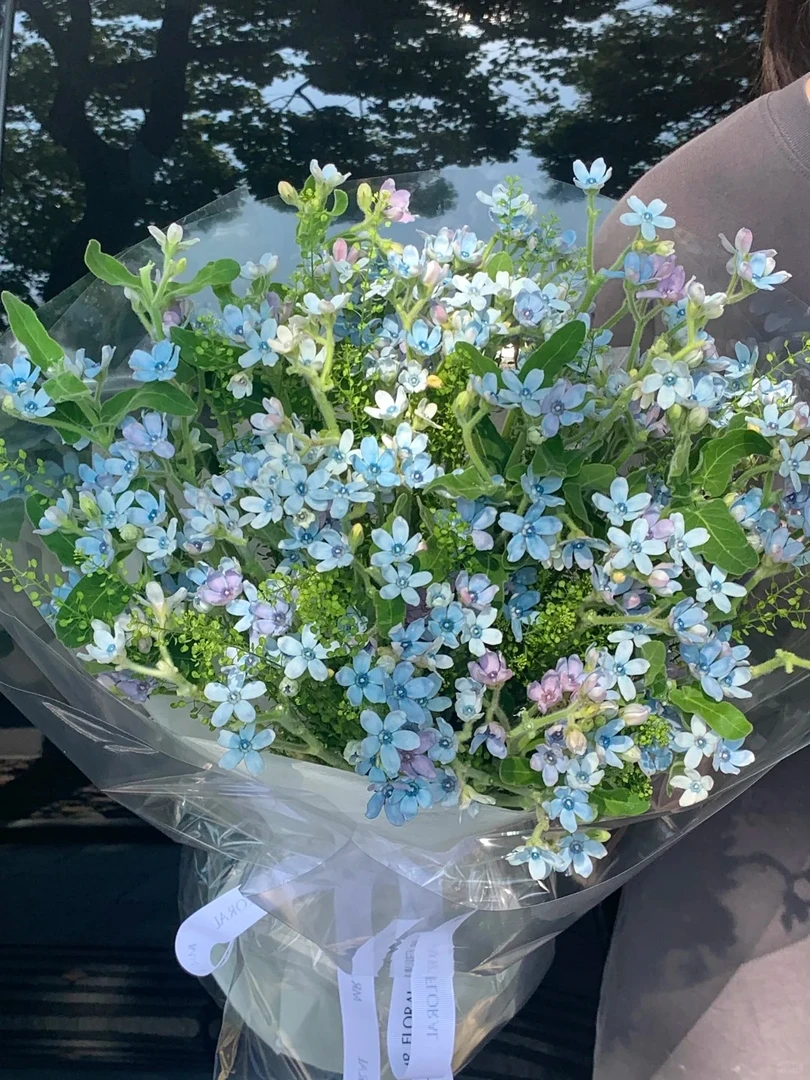 【叮铛优选】蓝星花-草花小清新百搭（注意带包装醒花哦~）