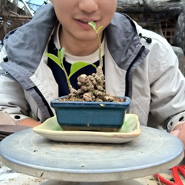 世小盆景小植物一物一拍111