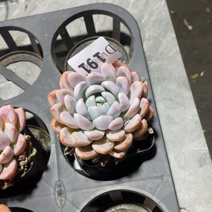 破***茧191安妮宝贝多肉植物